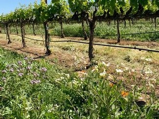 Flowering Cover Crop at McIntyre Vineyards